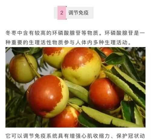 脆冬棗的功效與作用及禁忌
