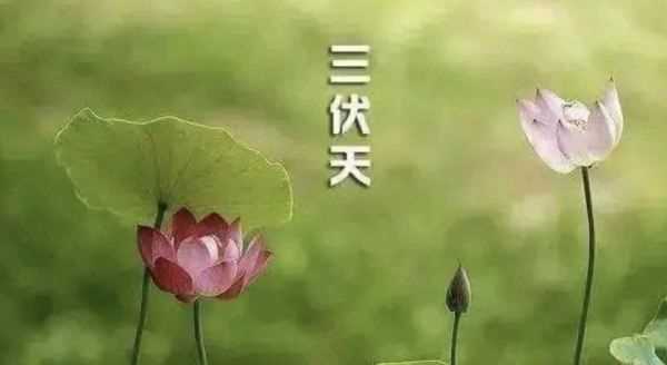 三伏天是幾號開始幾號結(jié)束,三伏天是從哪一天開始到哪一天結(jié)束圖2