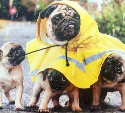 下雨前小動物身上有哪些預兆