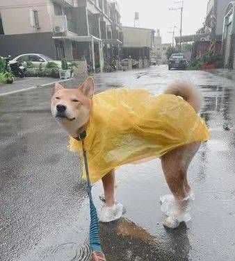下雨前動物的表現(xiàn)有哪些