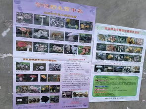 食用野生菌安全知識宣傳活動(dòng)