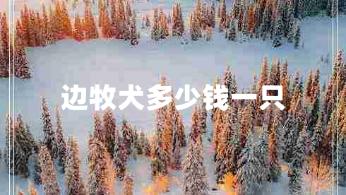 邊牧犬多少錢(qián)一只
