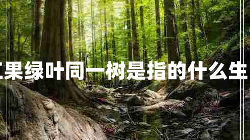 紅果綠葉同一樹(shù)是指的什么生肖