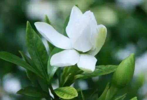 梔子花為啥不吉利 梔子花為啥不吉利