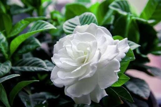 梔子花為啥不吉利 梔子花為啥不吉利