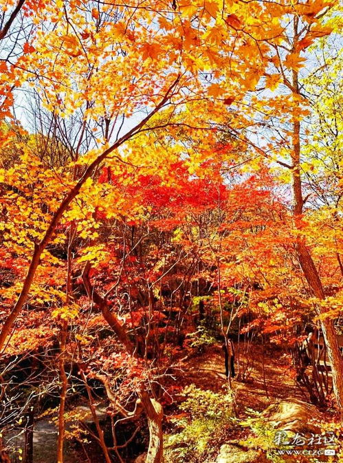 紅葉典故