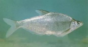 不食武昌魚(yú)典故,寧飲建業(yè)水不食武昌魚(yú)典故,才飲長(cháng)沙水,又食武昌魚(yú)典故