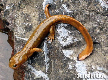 娃娃魚(yú)的典故