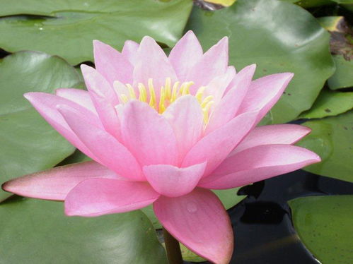 關(guān)于蓮的典故