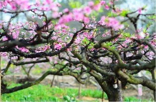桃花樹(shù)下典故