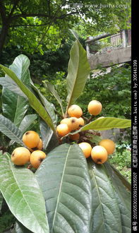 枇杷樹(shù)的典故