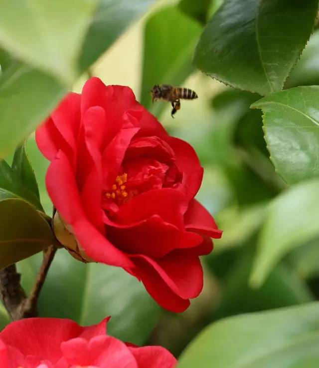 茶花,典故