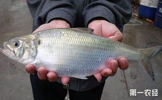 鰣魚(yú),典故