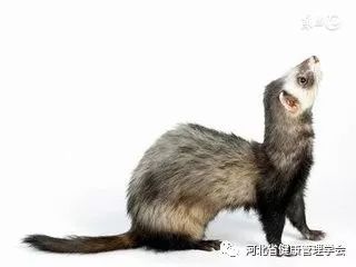 狗尾續貂典故