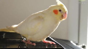 玄鳳典故