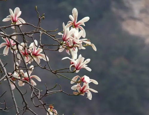 華花郎典故