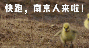 吃鴨子典故