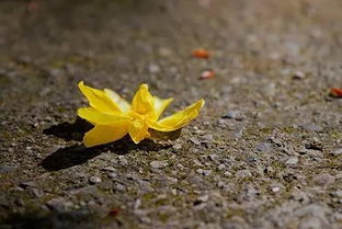 黃花典故岑