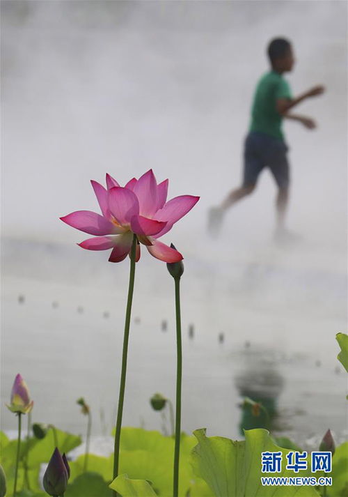 霧里看花的典故