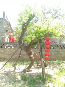 槐樹(shù),典故