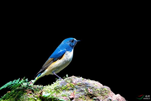 一石二鳥(niǎo)的典故的,一石二鳥(niǎo)出自哪個(gè)典故,一石二鳥(niǎo)打一數字