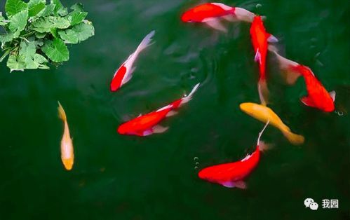 關(guān)于鯉魚(yú)的典故