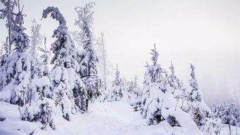 有關(guān)雪的典故