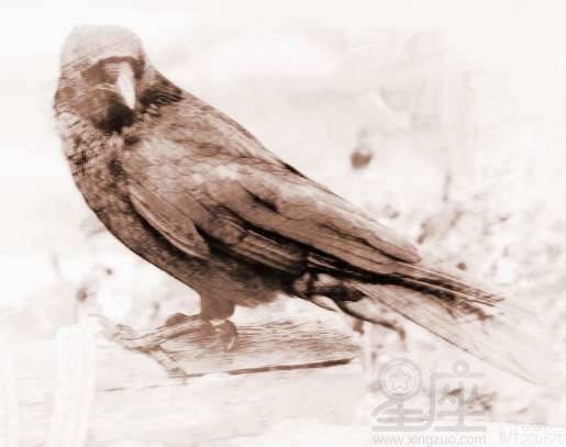 典故烏鵲