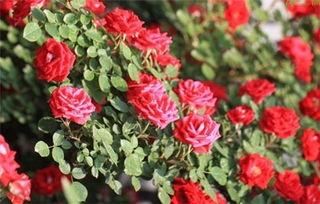 野薔薇典故