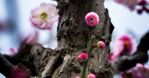 典故,梅花