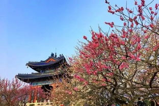 秣陵樹(shù)典故