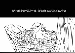 連理,典故