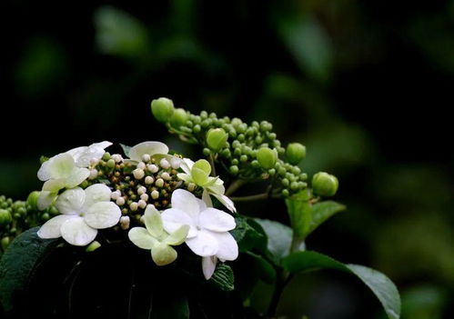 瓊花典故