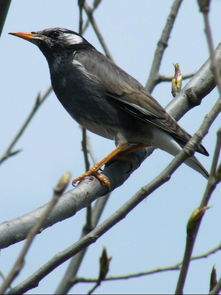 知鳥的典故