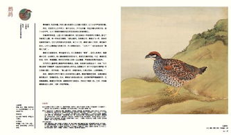 詩(shī)詞中的典故鷓鴣,鷓鴣典故出處,鷓鴣詩(shī)詞鑒賞典故