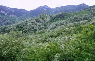 槐花節策劃方案