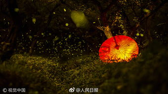 放飛螢火蟲(chóng)策劃方案