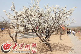 山陽(yáng)梨花節降菇事行策劃方案