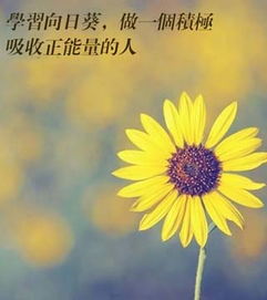 小朋友學(xué)習的正能量句子