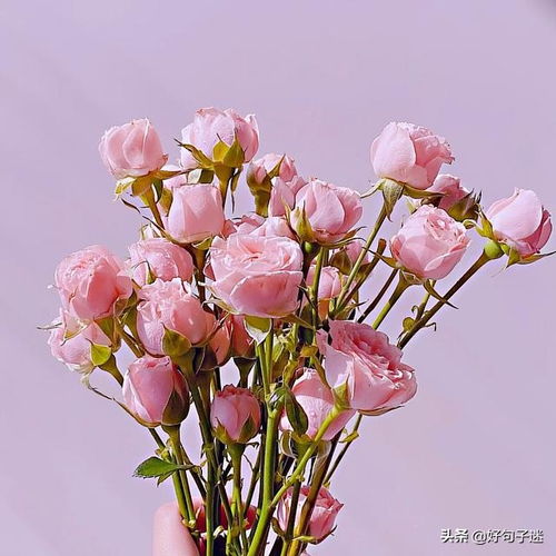 熱愛(ài)生活,簡(jiǎn)短,句子,能量