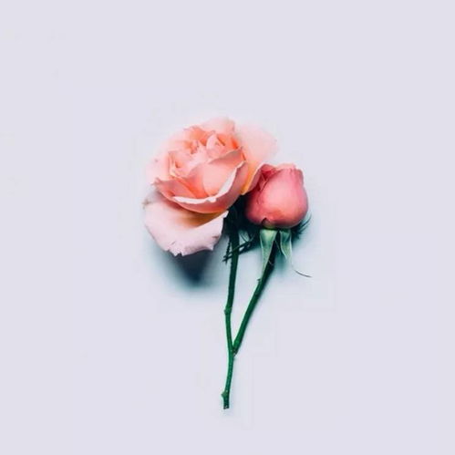 句子,朋友圈,能量,早上