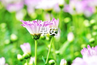 早安,短語(yǔ),句子,能量