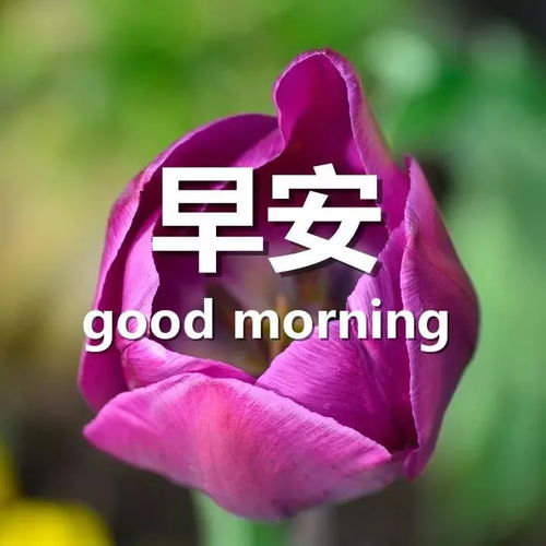短語(yǔ),句子,能量,感情