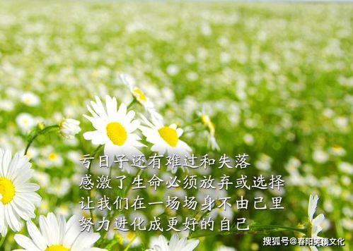 二十句正能量句子句句陽(yáng)光勵志