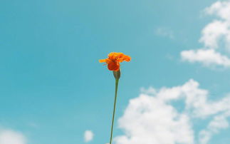 句子,激勵,能量,精致