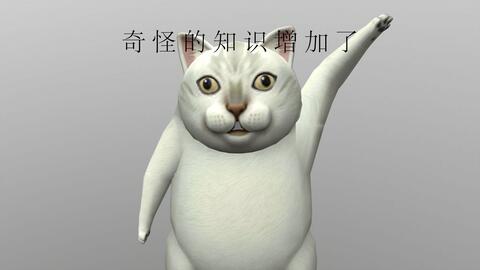 關(guān)于貓正能量的句子