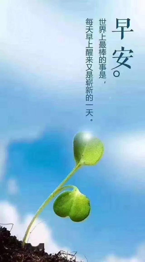 關(guān)于螞蟻的押韻正能量句子