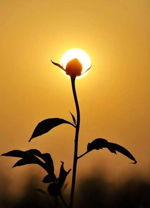 早安,句子,語(yǔ)句,內(nèi)涵