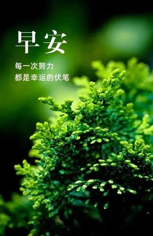 陽(yáng)光的唯美句子正能量
