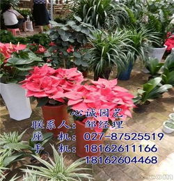園藝,花卉,會(huì )計科目,公司